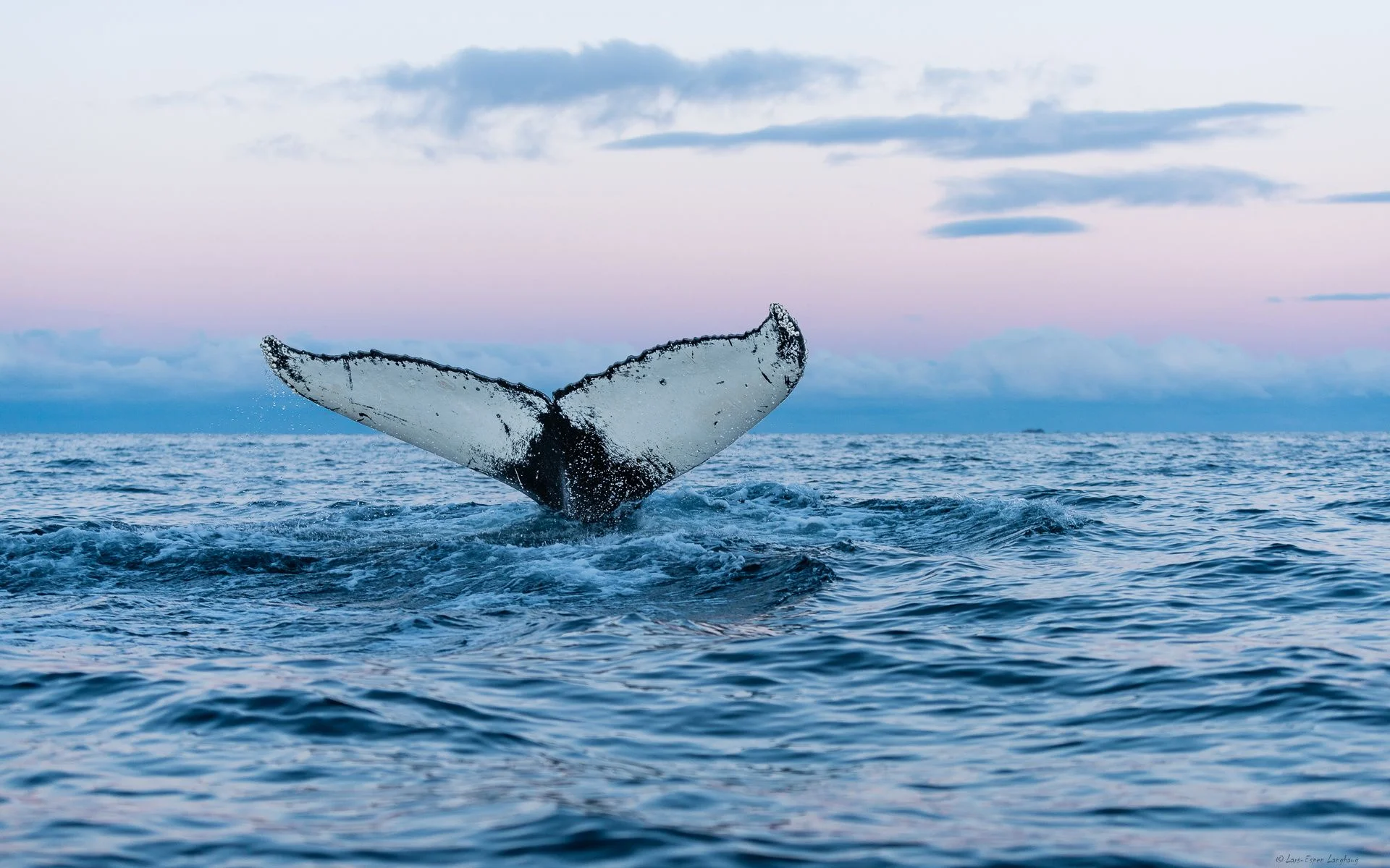 Whale Watching